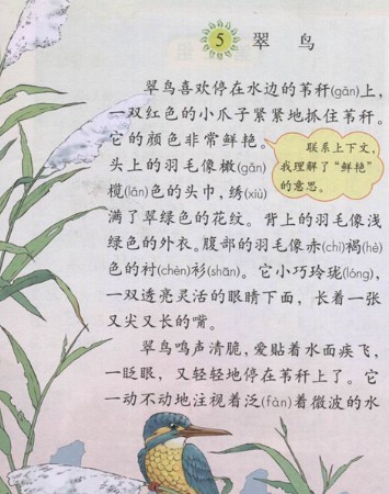 5.翠鸟  背景介绍