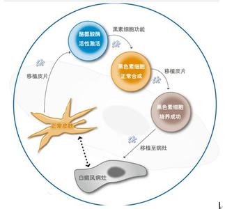 1-1《免疫》教学设计方案-杨庄中学董会荣