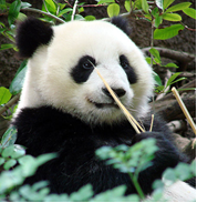 The Giant Panda