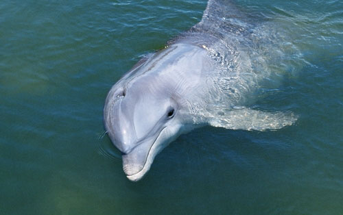 The White-Flag Dolphin