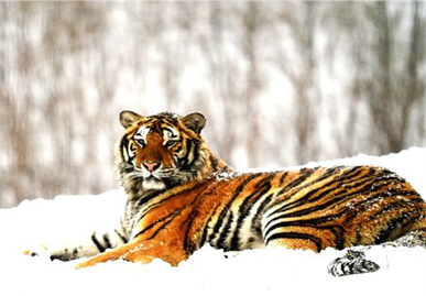 South China Tiger